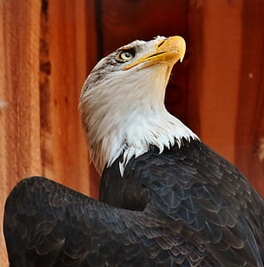 black and white eagle close-up photo thumbnail