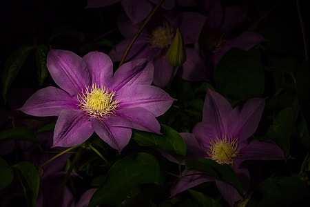 macro photography of purple flowers thumbnail