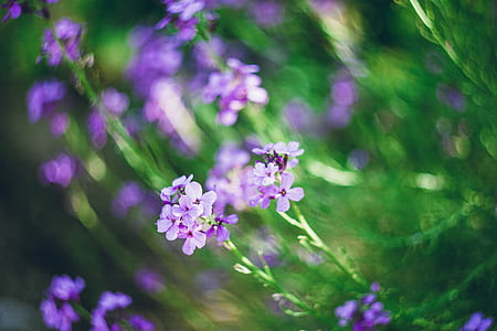 shallow focus photography of purple flowers thumbnail