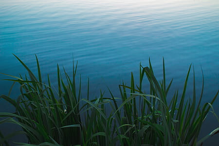 green leaf plant besides blue body of water thumbnail