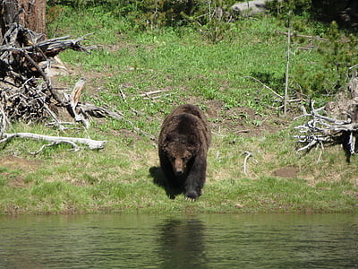 grizzly bear in front of body of water during daytime thumbnail
