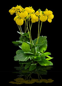 yellow petaled flowers in bloom thumbnail