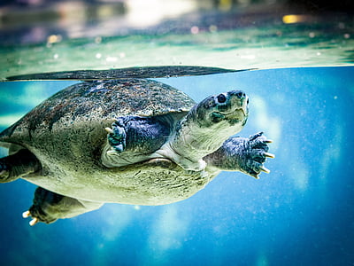brown tortoise swimming in water closeup photography thumbnail