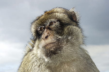 selective focus photography of white monkey thumbnail