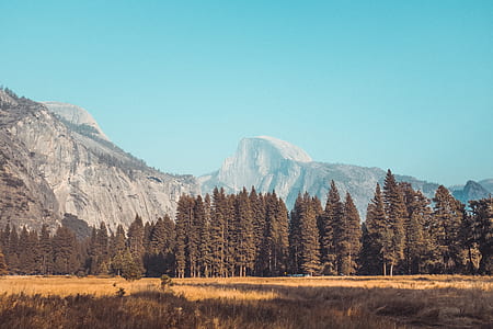 pine trees field near mountain under blue sky thumbnail