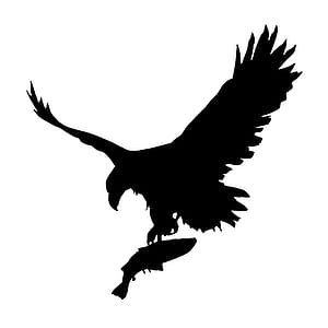 Silhouette of eagle with freshly caught fish, flying. thumbnail