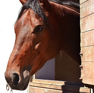 closeup photo of brown horse thumbnail