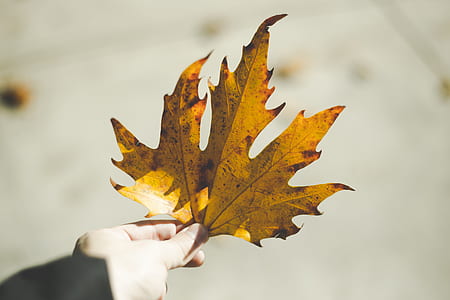 person holding yellow maple leaf thumbnail