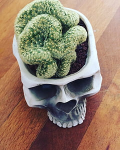 green cactus on white human skull pot thumbnail