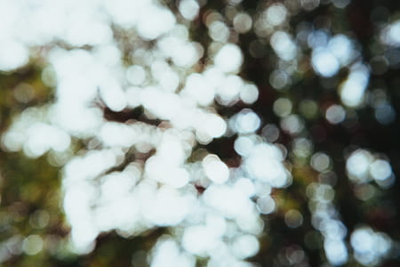 trees, abstract, bokeh thumbnail