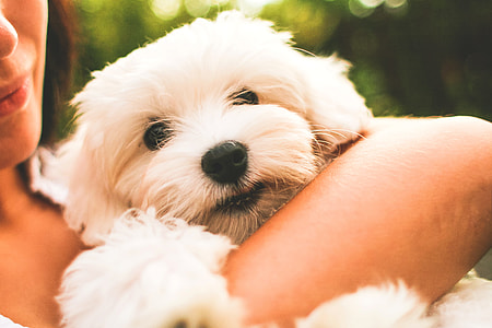 Maltese Dog Puppy thumbnail