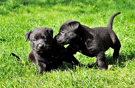 photography of two black short coated puppies on green grass field during day time thumbnail