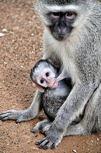 baby monkey sucking breast of monkey thumbnail