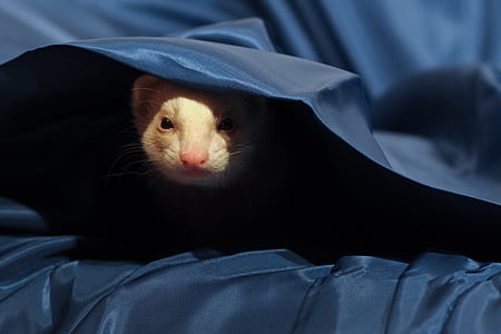 closeup photography of brown ferret covering blue textile thumbnail
