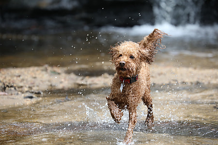 wirehaiared tan dog on water thumbnail