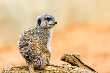 selective focus photography of meerkat on brown wood log thumbnail