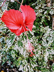 Red Hibiscus thumbnail
