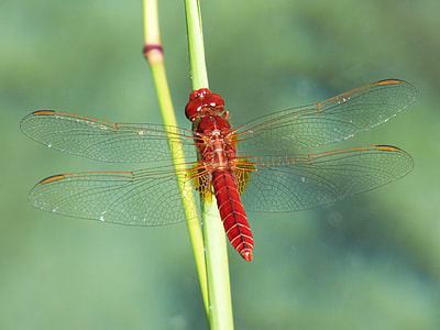 Erythraea Crocothemis, Red Dragonfly thumbnail