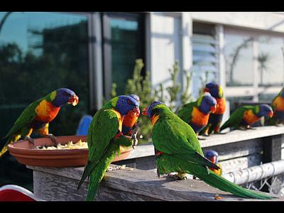 green parakeets thumbnail