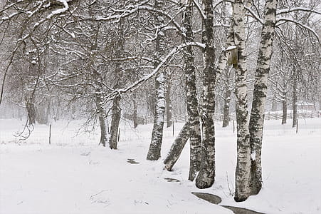 Gray and White Trees thumbnail
