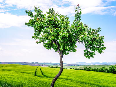 landscape, nature, sky, clouds thumbnail