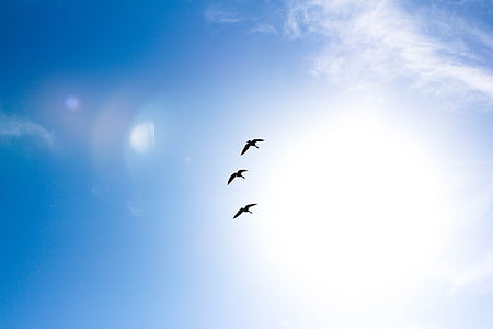 worms eye view photography of birds flying under blue sky thumbnail