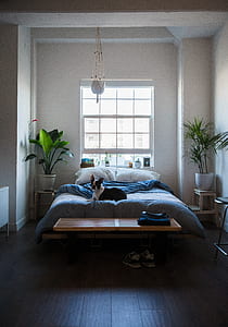 adult black and white Bosnton terrier on bed inside room thumbnail