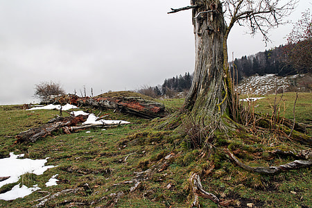 tree surrounded by grass thumbnail