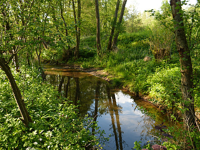 photography of river surrounded by green leafed plants thumbnail