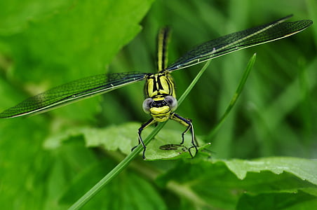 green dragonfly on green leaves thumbnail