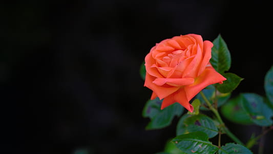 close up of orange rose thumbnail