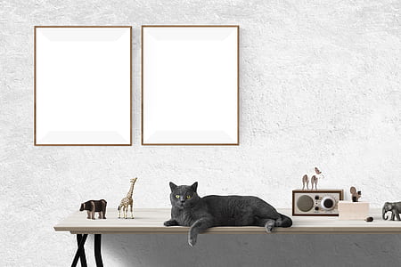 black cat on top white wooden rack thumbnail