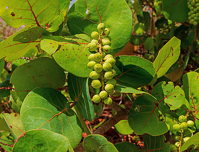 Grape Beach, Coccoloba Uvifera thumbnail