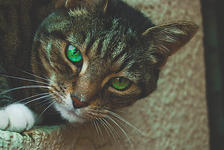 Gray Tabby Cat with Green Eyes thumbnail