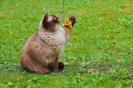 siamese cat holding toy on green grass thumbnail