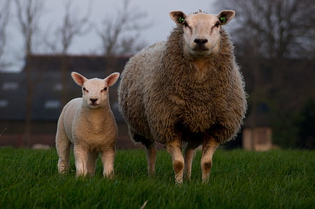 two gray sheep in daytime thumbnail
