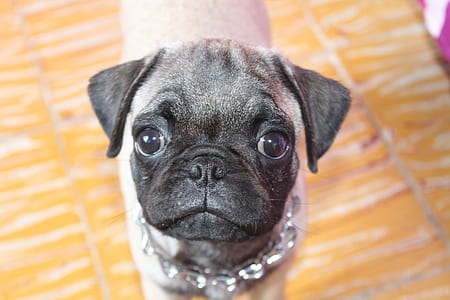 fawn pug wearing gray collar thumbnail