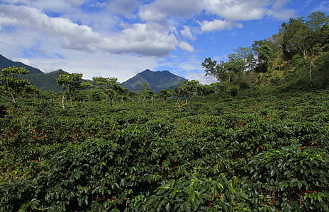 aerial photo of jungle thumbnail
