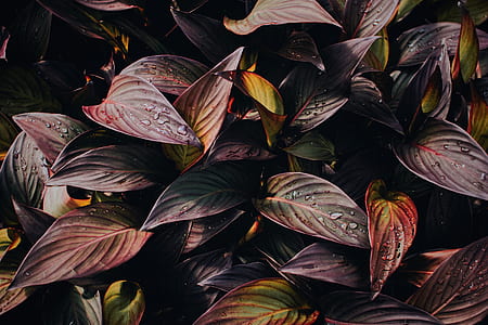 green and red plant leaves thumbnail