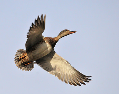 flying gray duck thumbnail