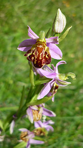 Bee Orchid, German Orchid thumbnail