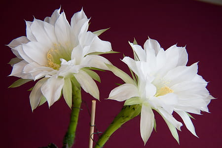 white cactus blossoms thumbnail