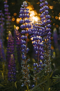 shallow focus photography of purple flowers thumbnail