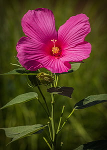 pink hibiscus in close up photography thumbnail