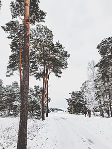photo of road covered with snow near trees thumbnail
