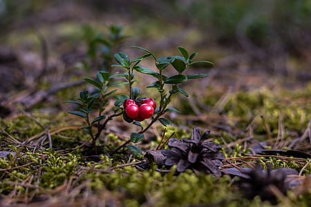 shallow focus photography of red fruits thumbnail