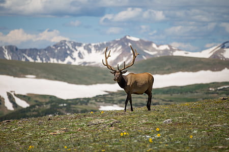 Selective Focus Photography of Brown Deer on Green Grass Field thumbnail