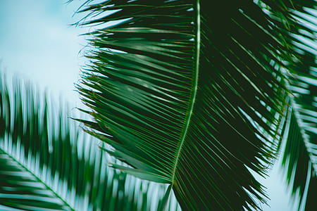 low-angle photography of green leaf thumbnail