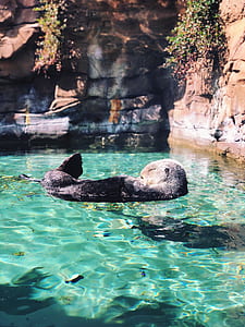 photo of otter floating on water thumbnail
