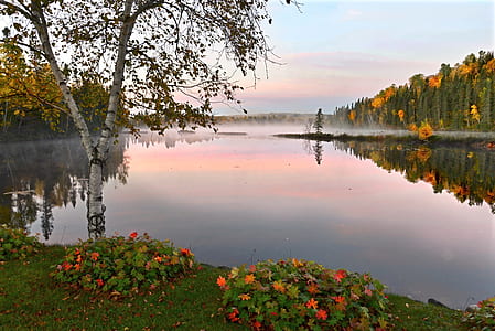 river surrounded by trees and flowers thumbnail